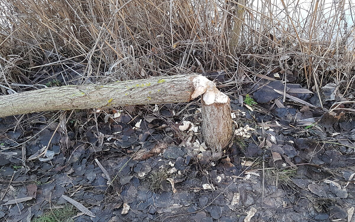 Ein umgestuerzter Baum wurde von einem Biber abgenagt Ein umgestuerzter Baum wurde von einem Biber abgenagt